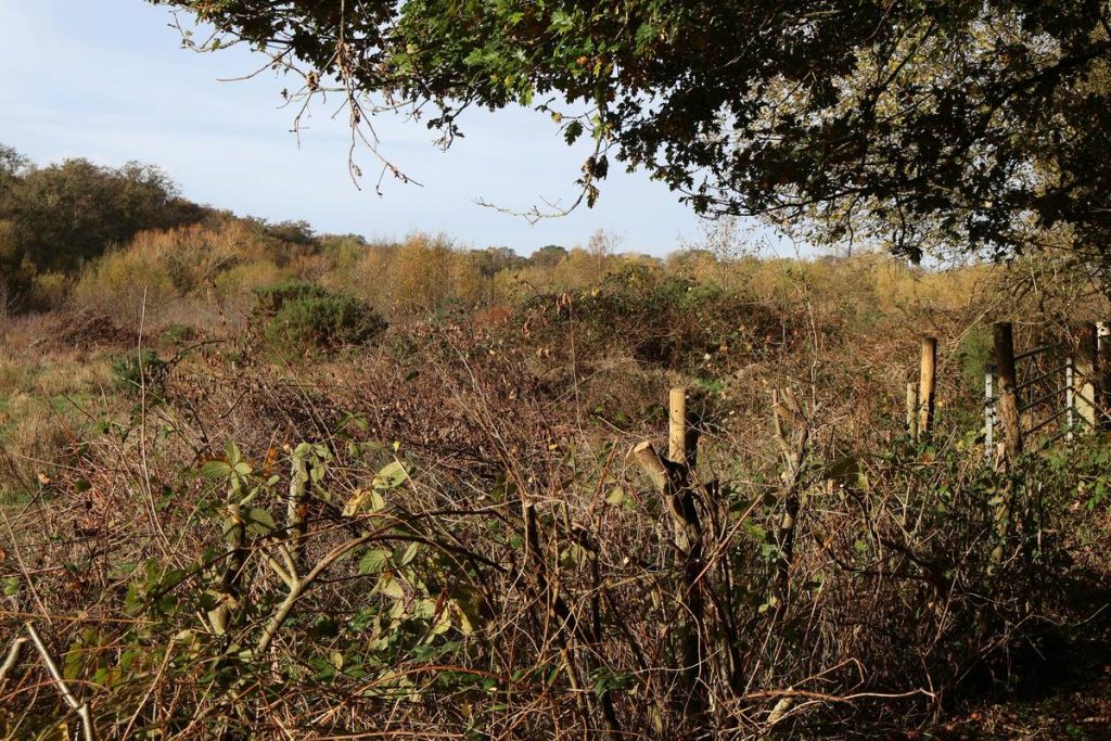 The Best Trimmer for Bushes and Hedges: Expert Picks, Real-World Testing & What Not to Buy