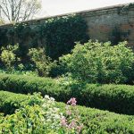 Where to Find the Best Hedge Trimmers in My Area (Without Wasting Time or Money)