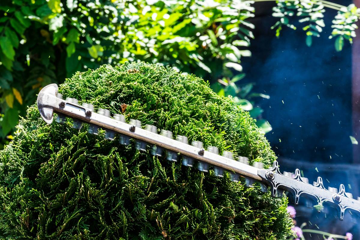 Best Hedge Trimmer at Home Depot: What Pros Actually Buy