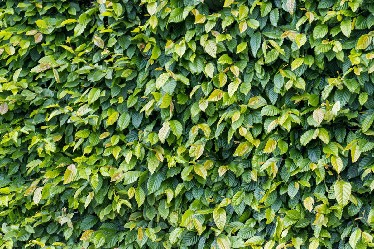 Close-up of garden groomer hedge trimmer blades showing sharp micro-serrated edge