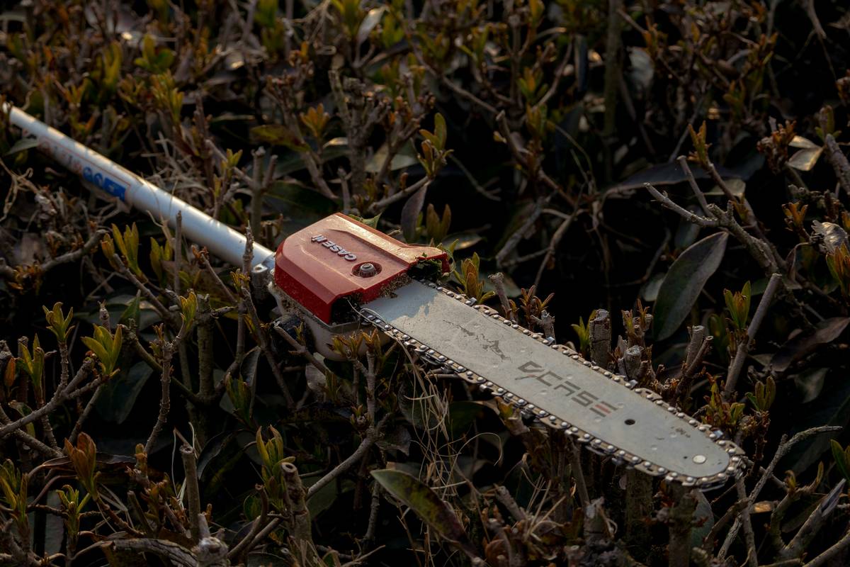 Hedge trimmer at Home Depot comparison showing electric vs gas vs battery models