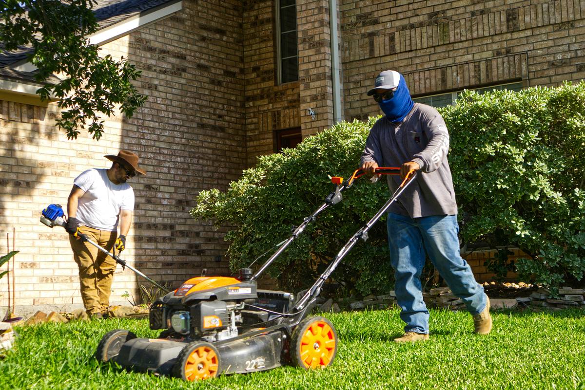 Professional hedge and tree trimmer in action shaping a privet hedge