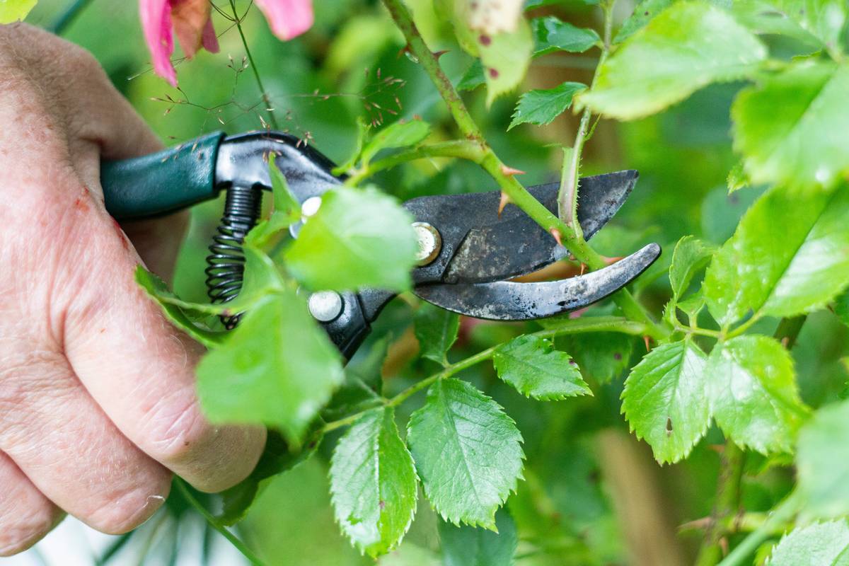Professional using hedge trimmer for tall hedges with telescoping pole and safety gear