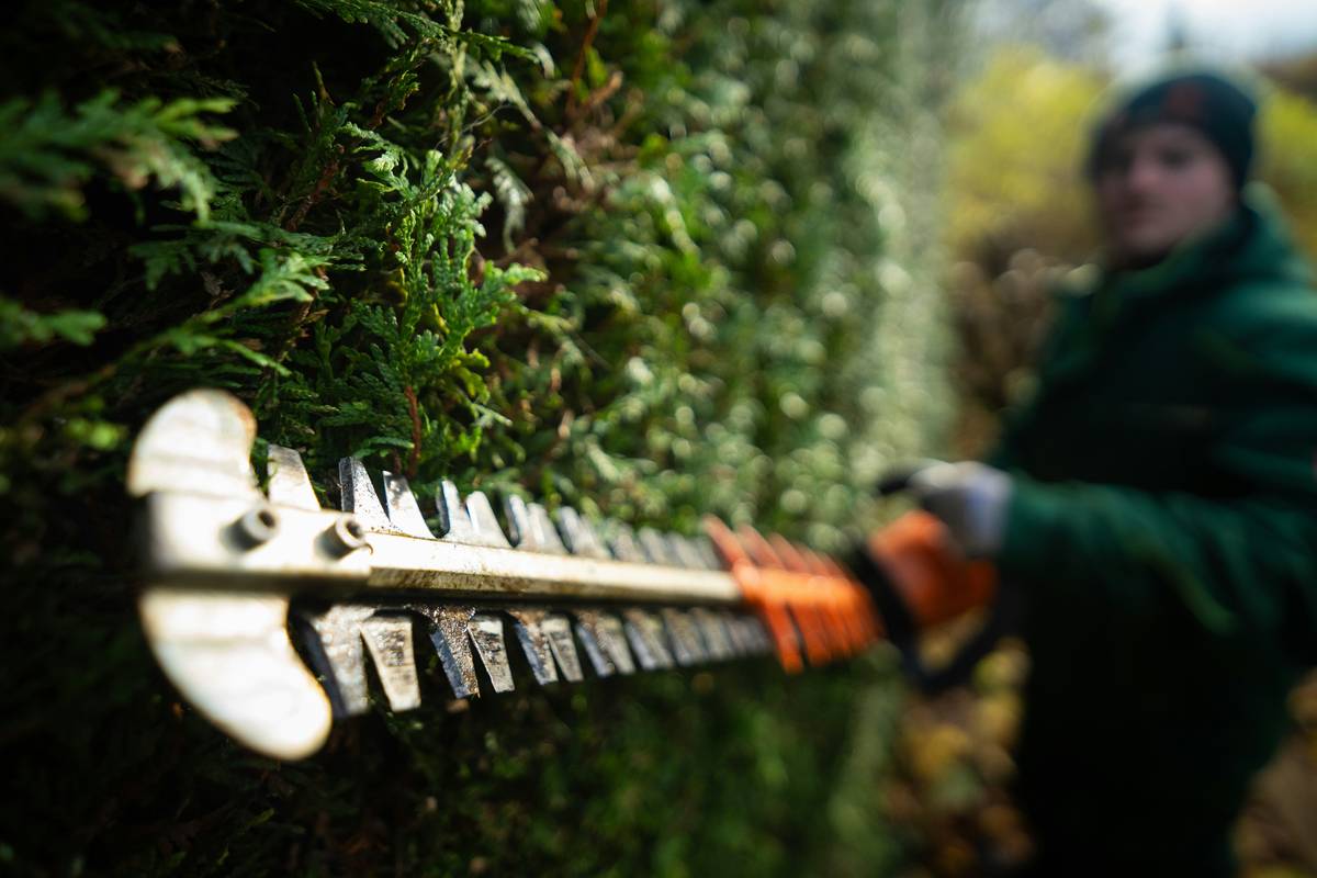 Side-by-side comparison of hedge trimmer for tall hedges showing reach and blade length differences