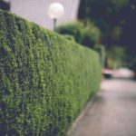 Why Your Hedge Trimmer Oil Stihl Choice Could Be Killing Your Blades (And What to Use Instead)