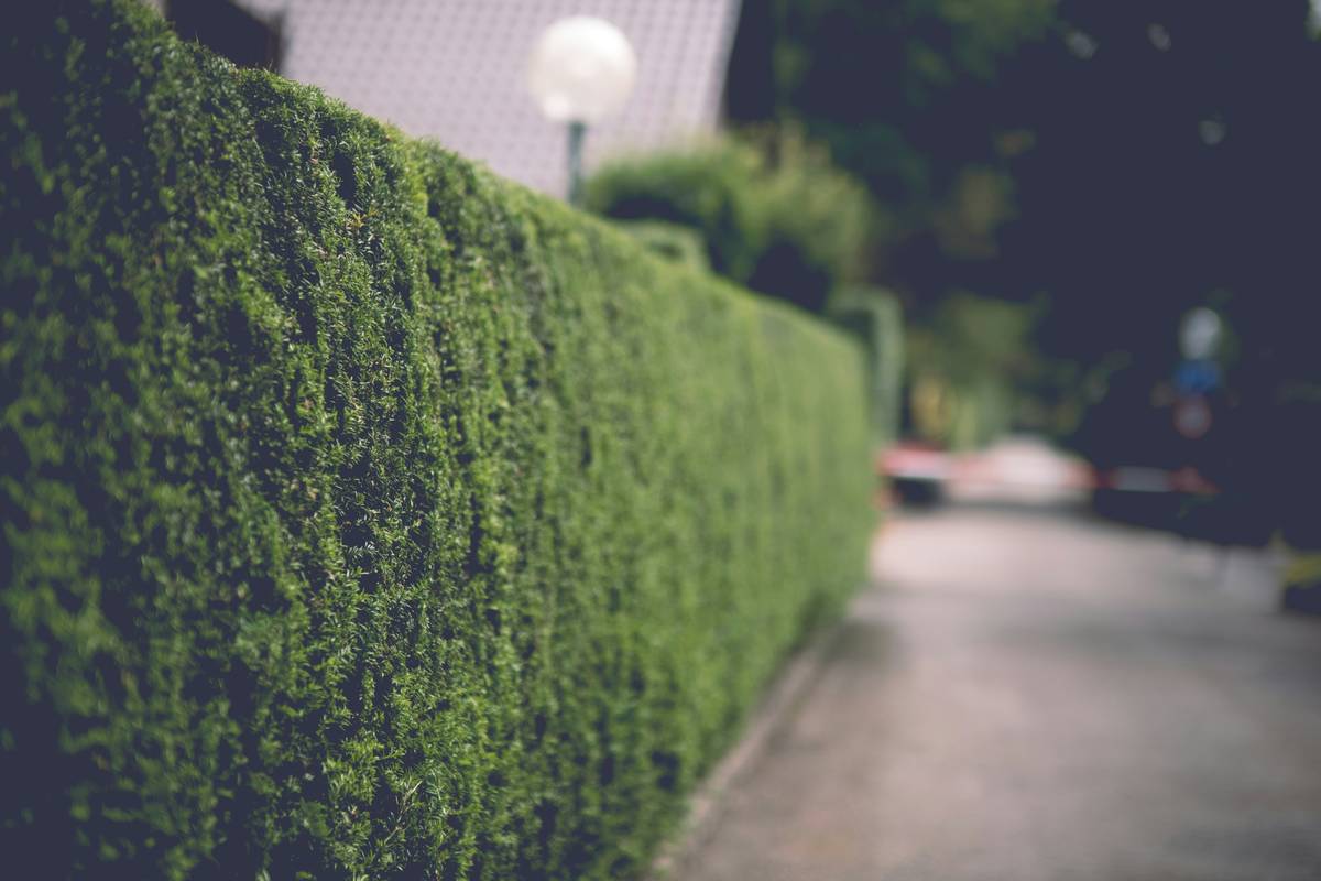Why Your Hedge Trimmer Oil Stihl Choice Could Be Killing Your Blades (And What to Use Instead)